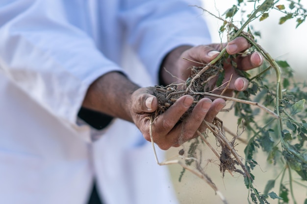 Foto secção média de um agricultor masculino plantando uma colheita na fazenda