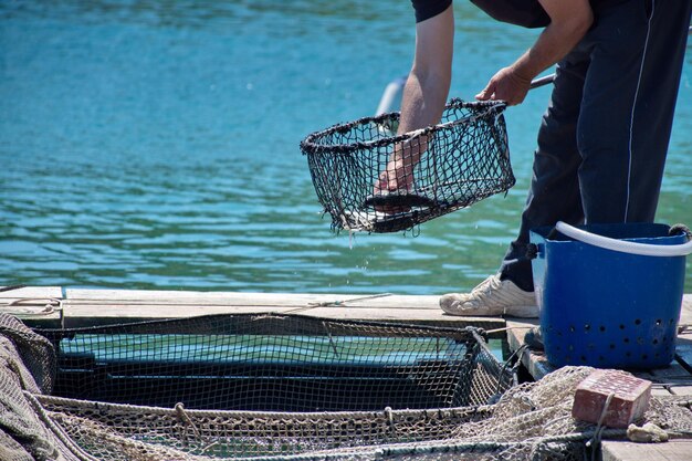 Secção média de um homem a trabalhar numa quinta de peixes e a pescar peixes