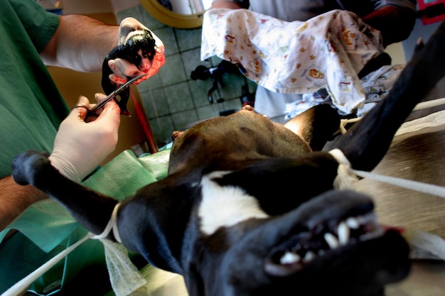 Foto secção média do veterinário que detém um cachorrinho recém-nascido