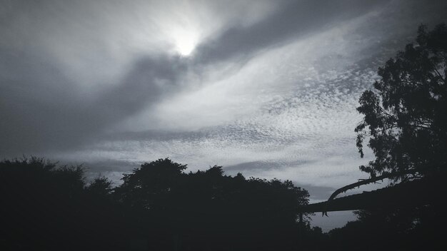 Sección alta de árboles de silueta contra las nubes