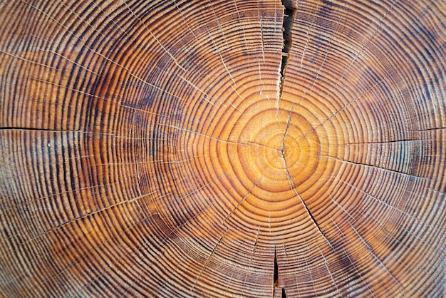 Sección de árbol de madera aserrada con grietas y anillos anuales.