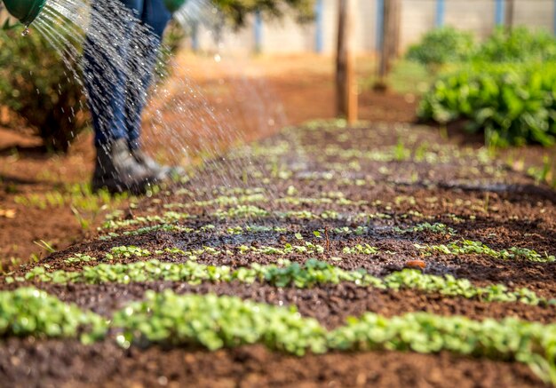 Sección baja del agricultor regando verduras en el jardín