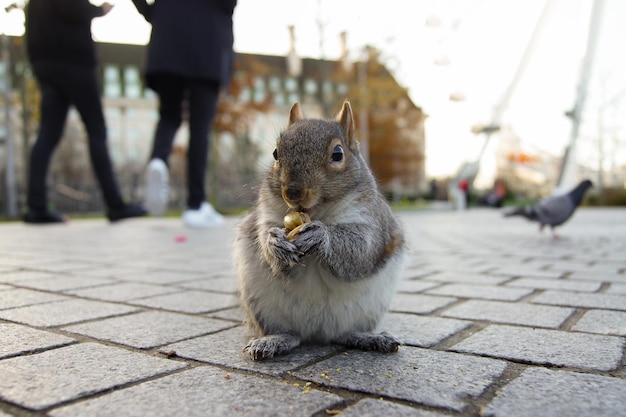 Foto sección baja de la ardilla comiendo al aire libre