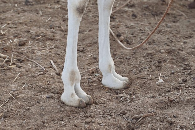 Foto sección baja del caballo en el campo