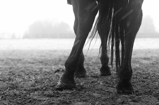 Foto sección baja del caballo en el campo