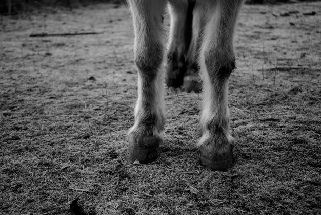 Foto sección baja del caballo en el campo