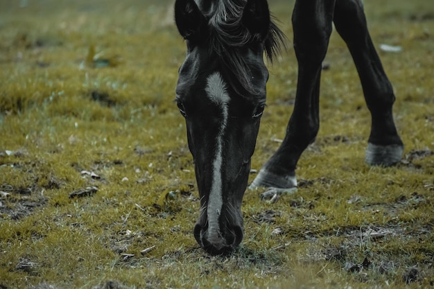 Foto sección baja del caballo de pie en el campo