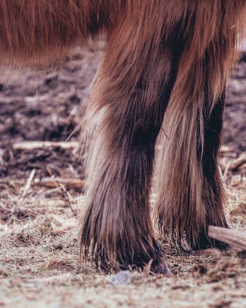 Foto sección baja del caballo