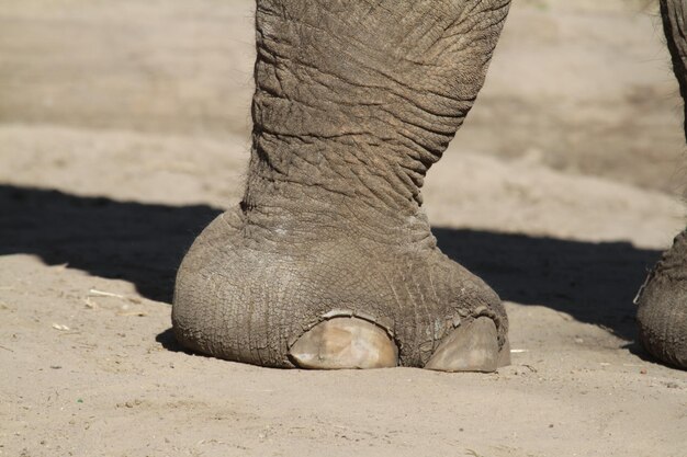 Foto sección baja de un elefante en la arena