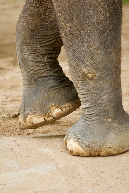 Foto sección baja de un elefante en el zoológico