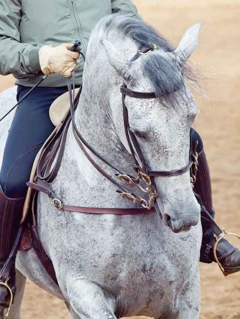 Foto sección baja de un hombre a caballo en un rancho