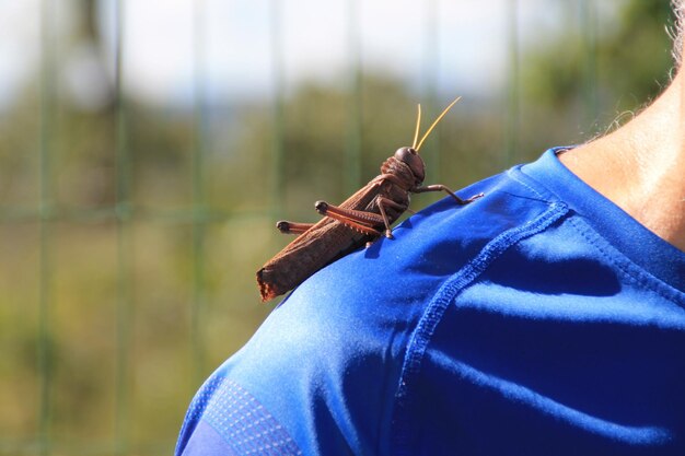 Foto sección baja del hombre en el insecto