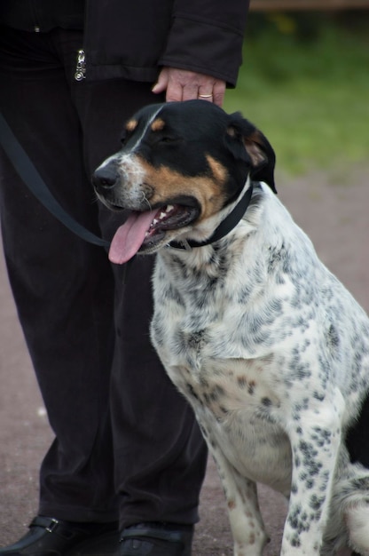 Foto sección baja de hombre por perro en el césped