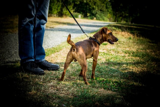 Foto sección baja de un hombre con un perro de pie en el césped