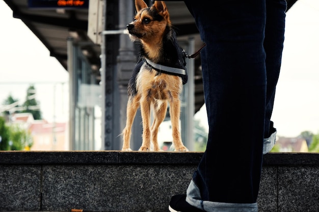 Sección baja de un hombre con un perro de pie en la plataforma de la estación de tren