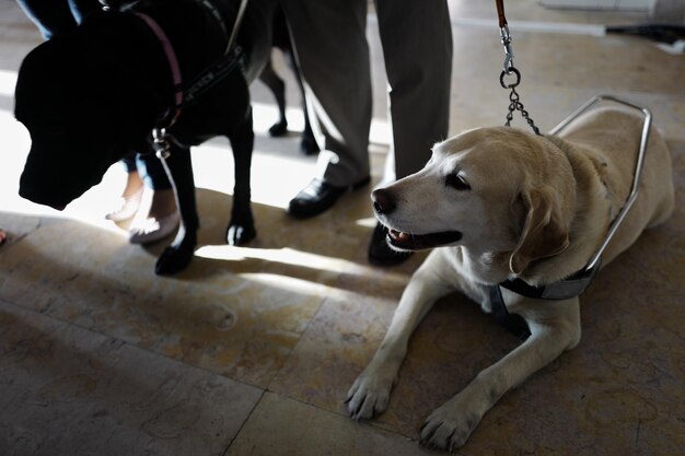 Sección baja de un hombre con un perro sentado en el suelo