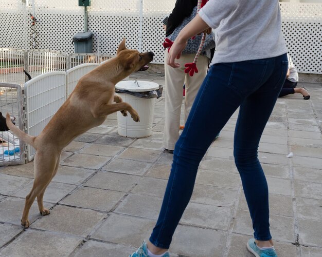 Foto sección baja del hombre de pie con el perro