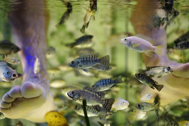 Sección baja del hombre recibiendo spa de peces