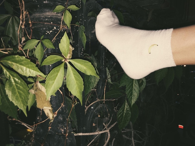 Foto sección baja de una mujer con calcetín sobre plantas