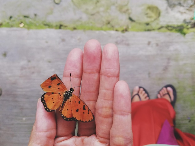 Sección baja de una mujer con una mariposa en la mano