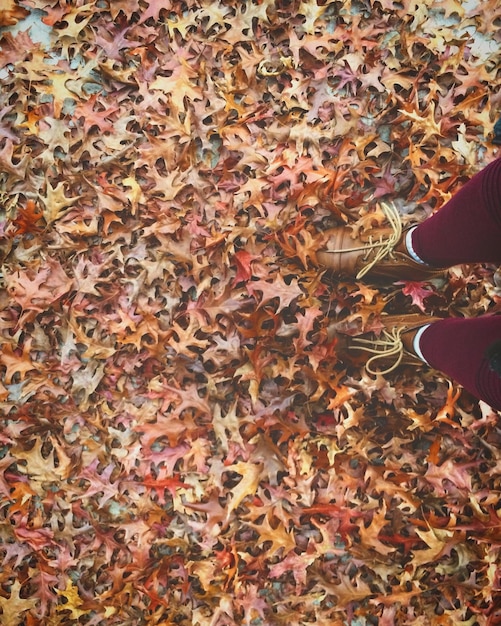 Sección baja de una mujer de pie en hojas de otoño caídas