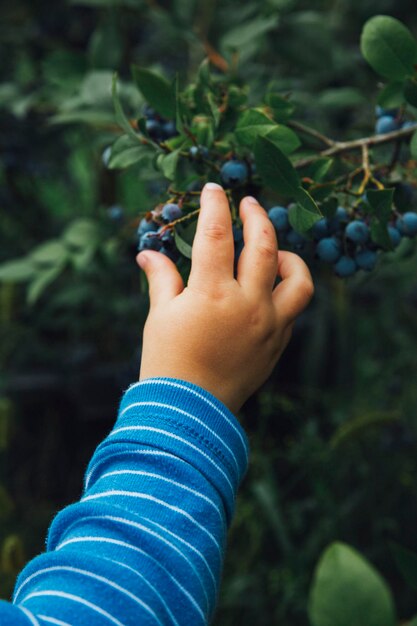 Foto sección baja de la mujer sosteniendo la fruta en la planta