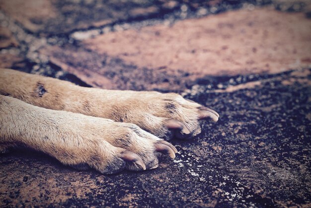 Sección baja de un perro descansando en una calle pavimentada