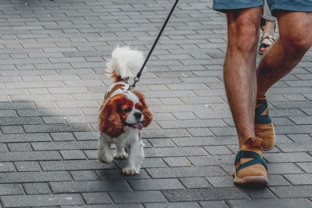 Sección baja de perro con perros en la calle