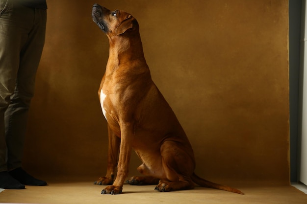 Foto sección baja del perro de pie en el suelo en casa