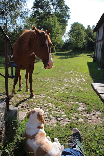 Foto sección baja de una persona con caballo y perro en el parque