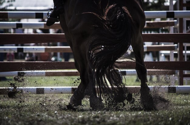 Foto sección baja de una persona con un caballo