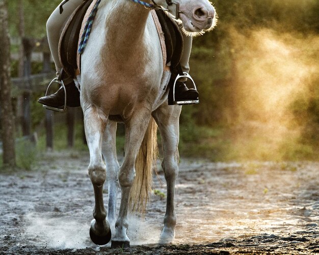 Sección baja de una persona montando a caballo en el campo