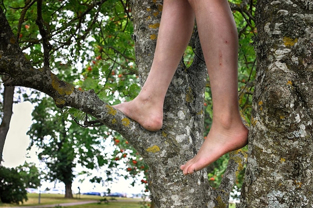 Foto sección baja de una persona de pie en un árbol