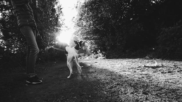 Foto sección baja de una persona de pie con un perro whippet en el campo