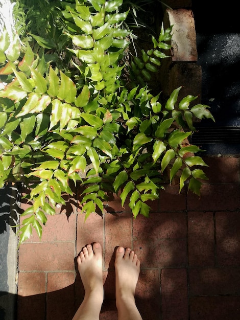 Sección baja de una persona de pie en el sendero por las plantas