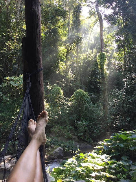 Foto sección baja de una persona relajándose en el tronco de un árbol en el bosque