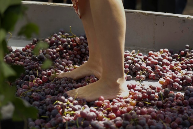 Sección baja de la persona por las uvas niñas en tradicional uva pisadas uva pisada