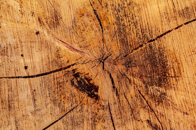 Sección de corte de madera de un árbol como fondo