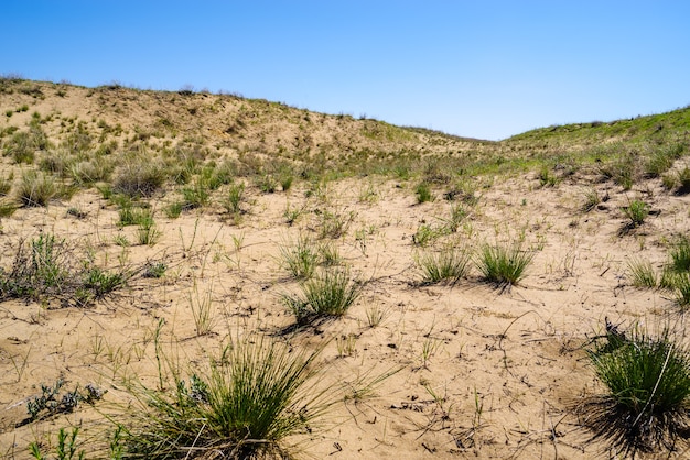 Una sección del desierto de primavera con dunas de arena y escasa vegetación