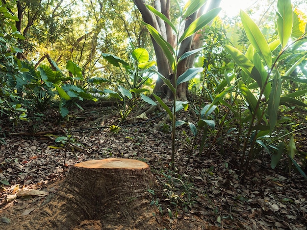 sección de madera con sol brillante brillando a través de los árboles