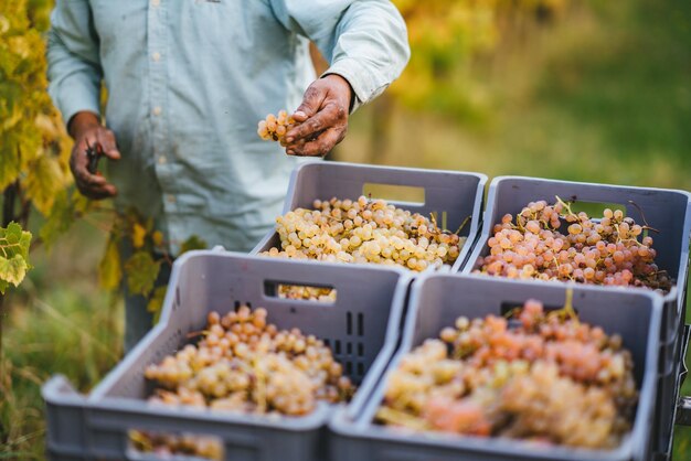 Sección media de un agricultor masculino cosechando uvas en el viñedo