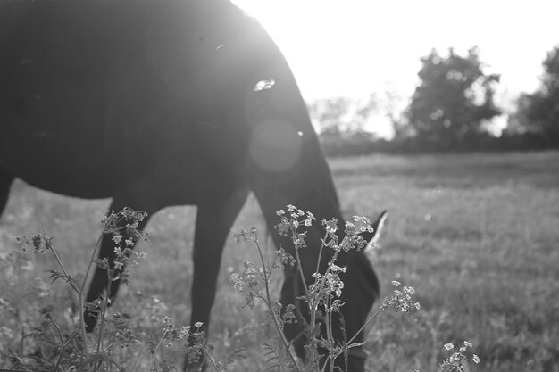 Foto sección media del caballo de pie en el campo en la luz de fondo comiendo detrás de las flores