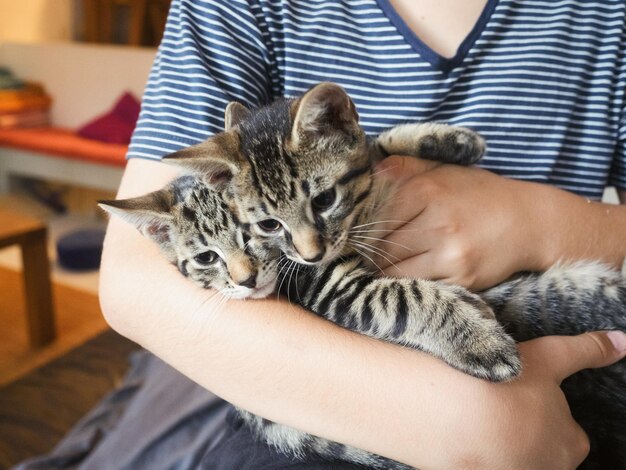 Foto sección media de un gato