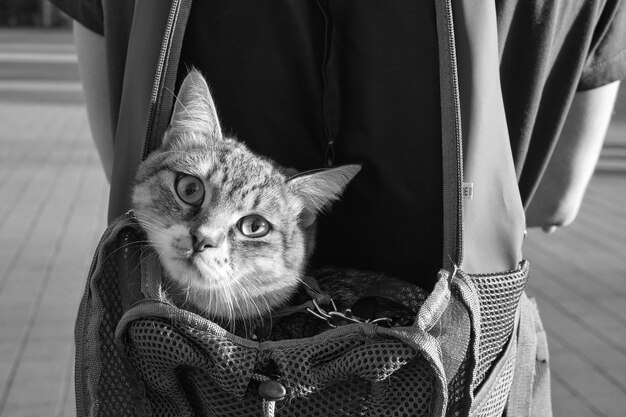 Foto sección media de un hombre con un gatito