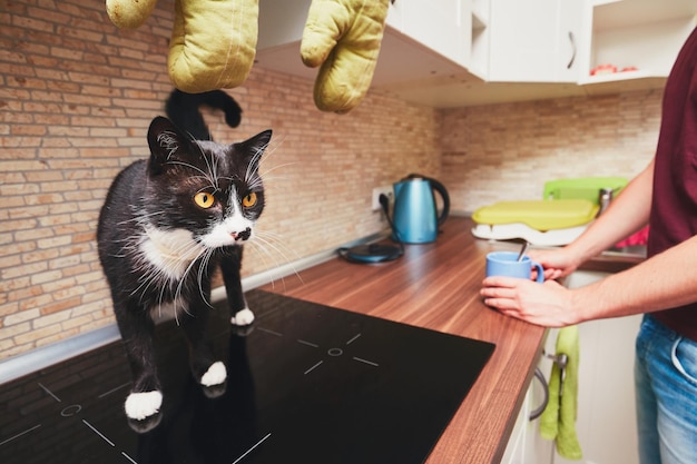 Sección media del hombre de pie junto al gato en la estufa de vidrio-cerámica en la cocina