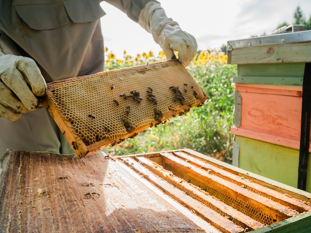 Sección media de un hombre sosteniendo una abeja