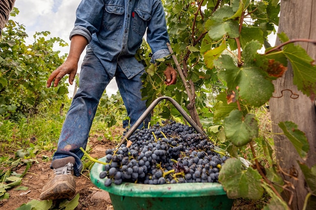 Sección media de un hombre sosteniendo frutas en una granja