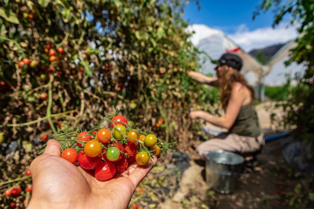 Foto sección media de un hombre sosteniendo frutas