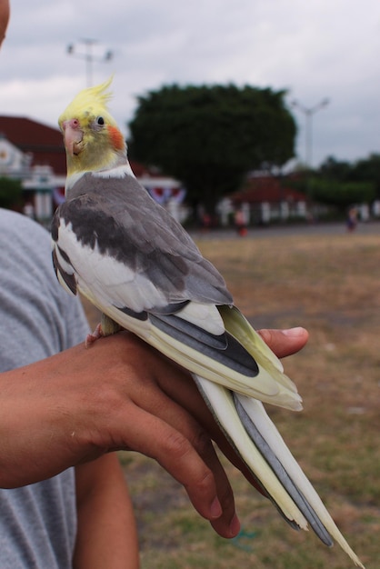 Foto sección media de un hombre sosteniendo un pájaro posado en la mano