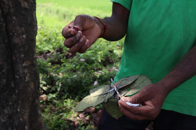 Sección media de un hombre sosteniendo un palo de hoja